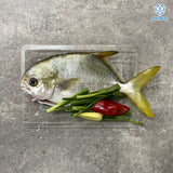 新鮮黃鱲鯧 (已劏) 約0.5斤重 | Fresh Pomfret (FISH) ~8 tael