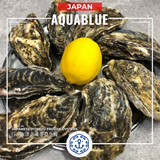 日本兵庫縣急凍帶殼生蠔 80-99g [解凍開殼即食] | Japanese Hyōgo Prefecture Frozen Oysters 80-99g