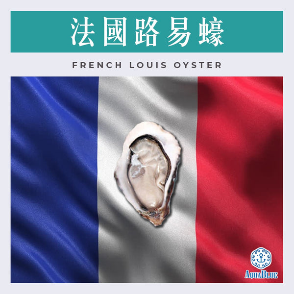 法國路易蠔 No.2 French Louis Oyster  No.2 [新鮮即食] | French Louis Oyster  No.2