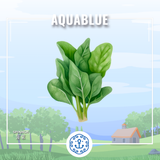 新鮮菠菜 1斤 (需預早一天訂購)| Fresh spinach 1 cty (Pre-order: 1 days)