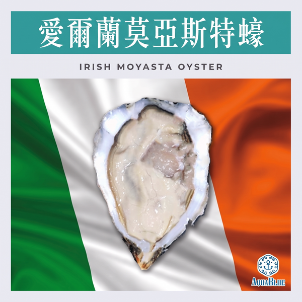 愛爾蘭莫亞斯特蠔 No.0 Irish Moyasta Oyster No.0 [新鮮即食] | Irish Moyasta Oyster No.0