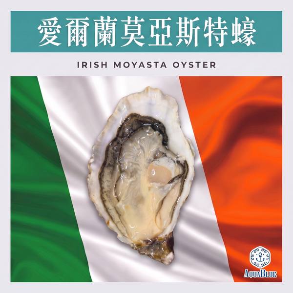愛爾蘭莫亞斯特蠔 No.0 Irish Moyasta Oyster No.0 [新鮮即食] | Irish Moyasta Oyster No.0