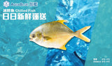 新鮮黃鱲鯧 (已劏) 約0.5斤重 | Fresh Pomfret (FISH) ~8 tael